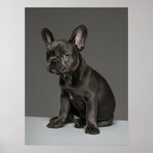 Poster Animaux de bébés cutest   Blue French Bulldog Pupp