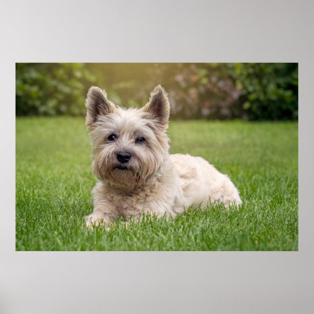 Poster Animaux de bébés cutest | Cairn Terrier Dog (Devant)