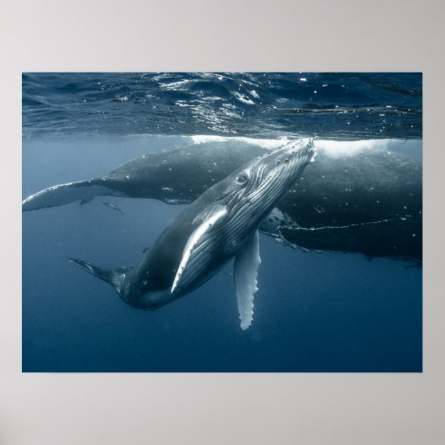 Poster Animaux de bébés cutest | Calf de baleine à bosse (Devant)