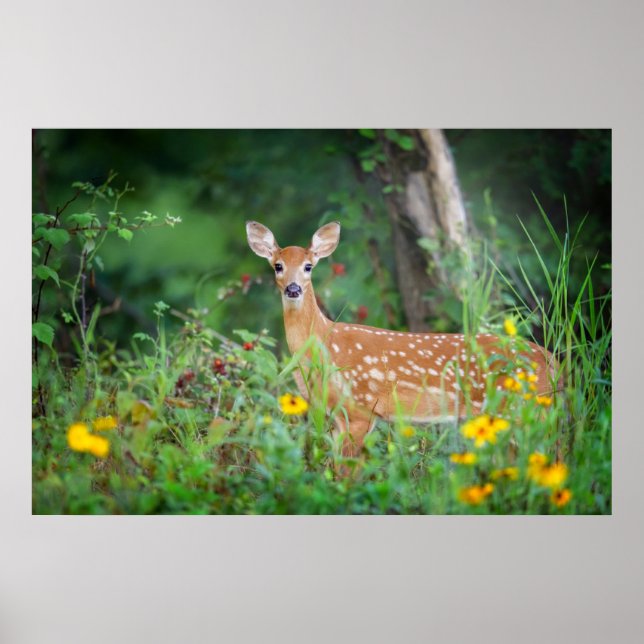 Poster Animaux de bébés cutest | Cerf à queue blanche dan (Devant)