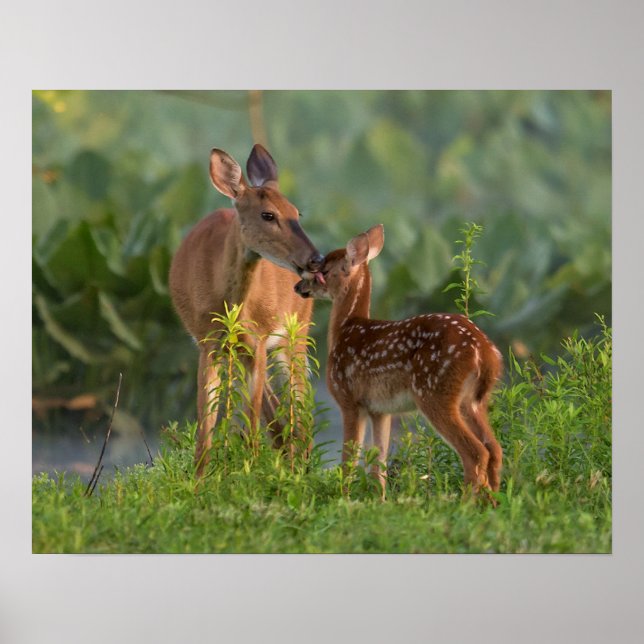 Poster Animaux de bébés cutest | Cerf et bébé (Devant)