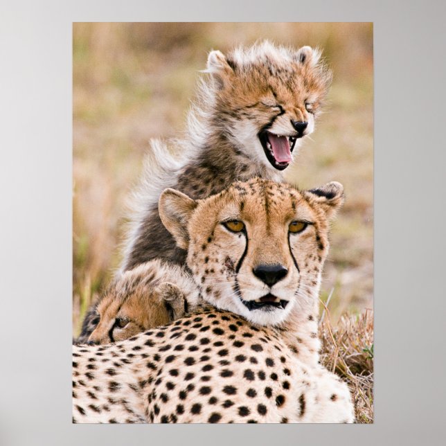 Poster Animaux de bébés cutest | Cheetah Cat & Cub (Devant)