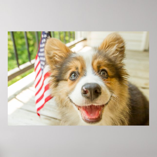Poster Animaux de bébés cutest | Chiot de Corgi Patriotiq (Devant)