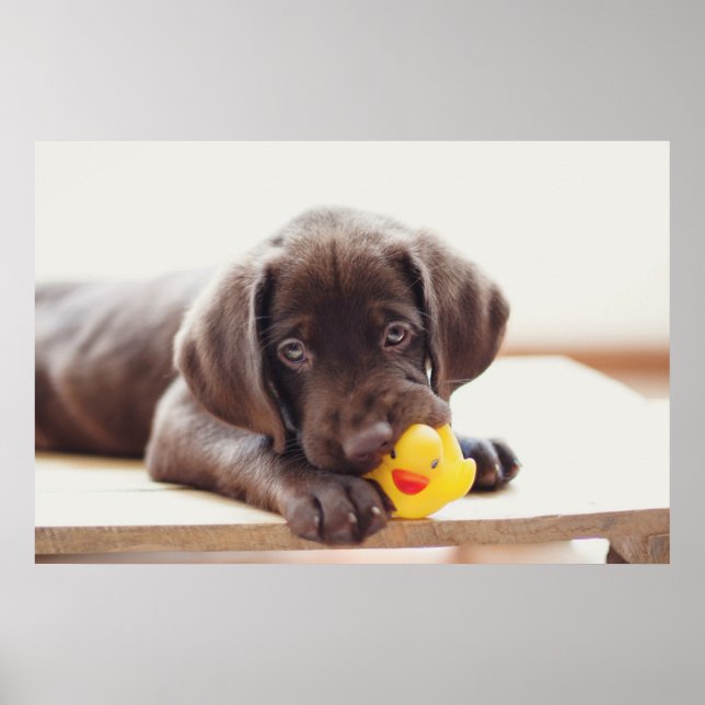 Poster Animaux de bébés cutest | Chocolat Labrador Puppy (Devant)