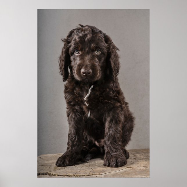 Poster Animaux de bébés cutest | Cockapoo Puppy (Devant)