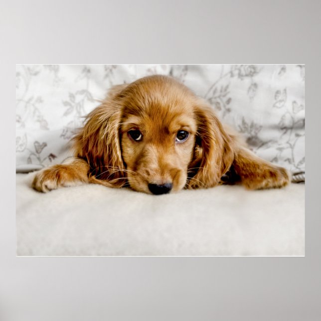 Poster Animaux de bébés cutest | Cocker Spaniel (Devant)