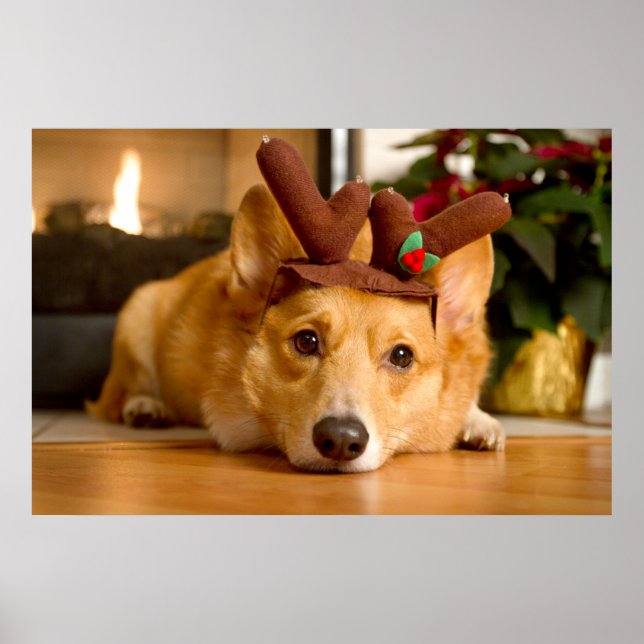 Poster Animaux de bébés cutest | Corgi Christmas Reindeer (Devant)