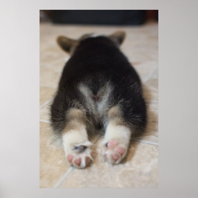 Poster Animaux de bébés cutest | Corgi Puppy Derrière (Devant)