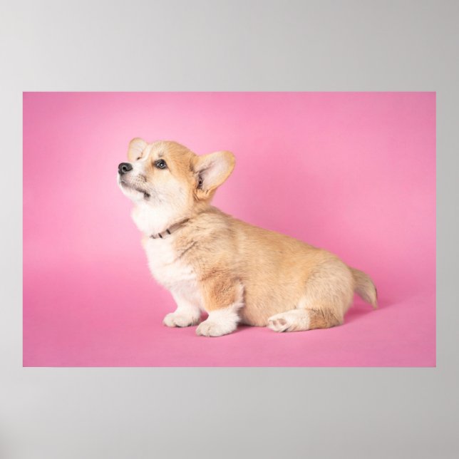 Poster Animaux de bébés cutest | Corgi rose Chiot (Devant)