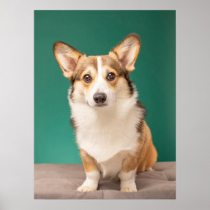 Poster Animaux de bébés cutest Corgi sur Turquoise