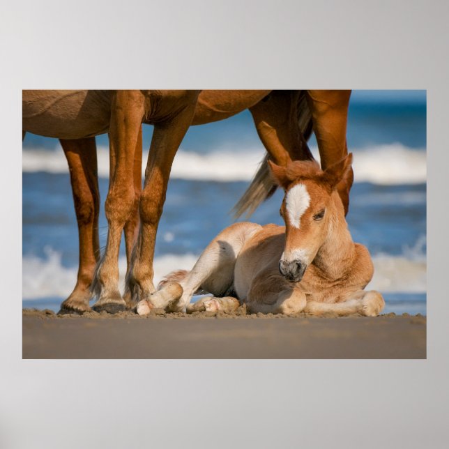 Poster Animaux de bébés cutest | Corolla nouvellement née (Devant)