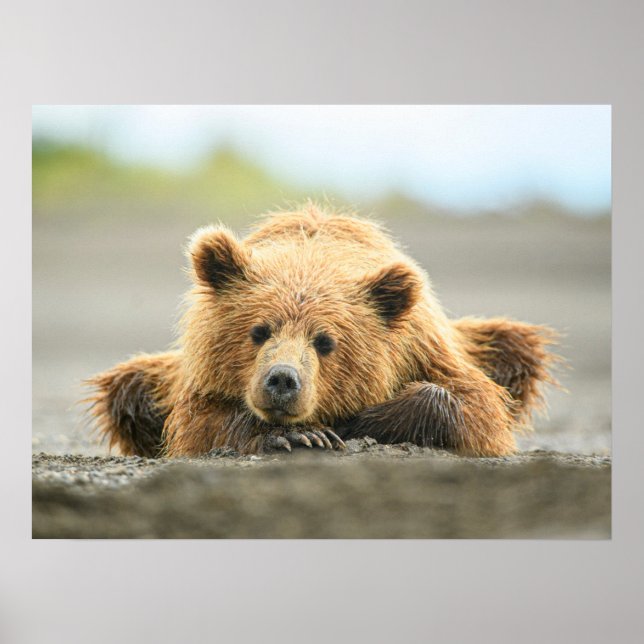 Poster Animaux de bébés cutest | Cub d'ours Brown côtier (Devant)