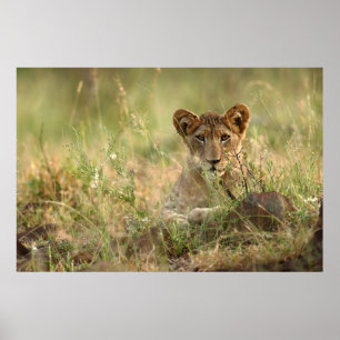 Poster Animaux de bébés cutest   Cute Baby Lion Cub