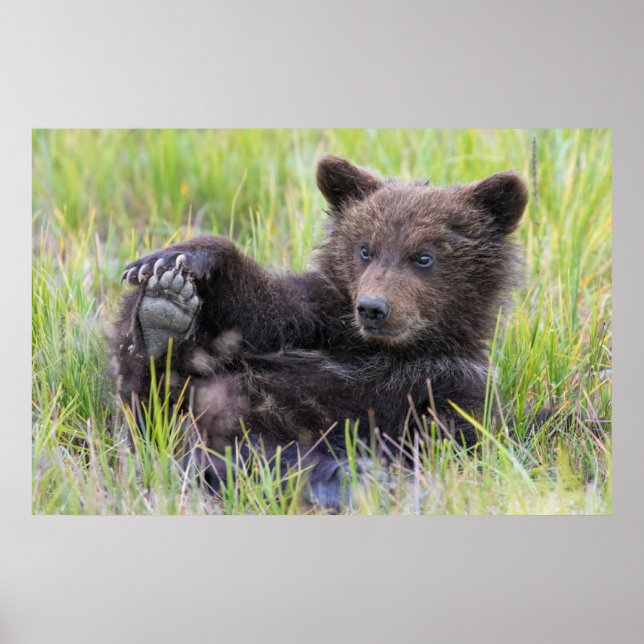 Poster Animaux de bébés cutest | Cute Brown Bear Cub Joue (Devant)