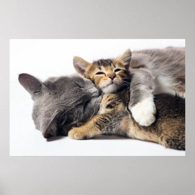 Poster Animaux de bébés cutest | Cute Kitten Hug (Devant)