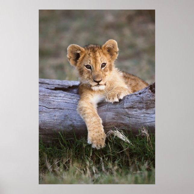 Poster Animaux de bébés cutest | Cute Lion Cub (Devant)