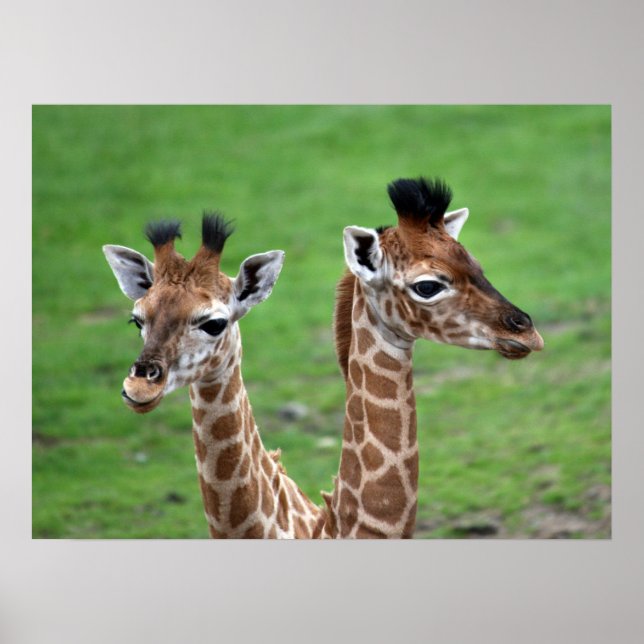 Poster Animaux de bébés cutest | Deux Giraffes pour bébés (Devant)