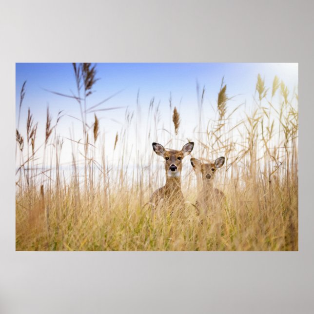 Poster Animaux de bébés cutest | Deux jeunes cerfs à queu (Devant)