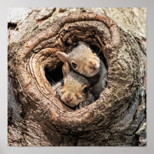 Poster Animaux de bébés cutest   Deux jeunes écureuils