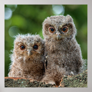 Poster Animaux de bébés cutest   Deux jeunes hiboux
