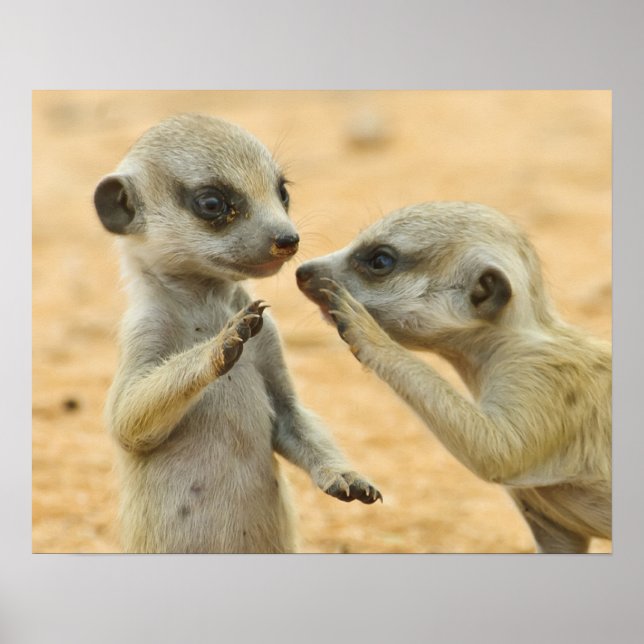 Poster Animaux de bébés cutest | Deux jeunes Meerkats (Devant)