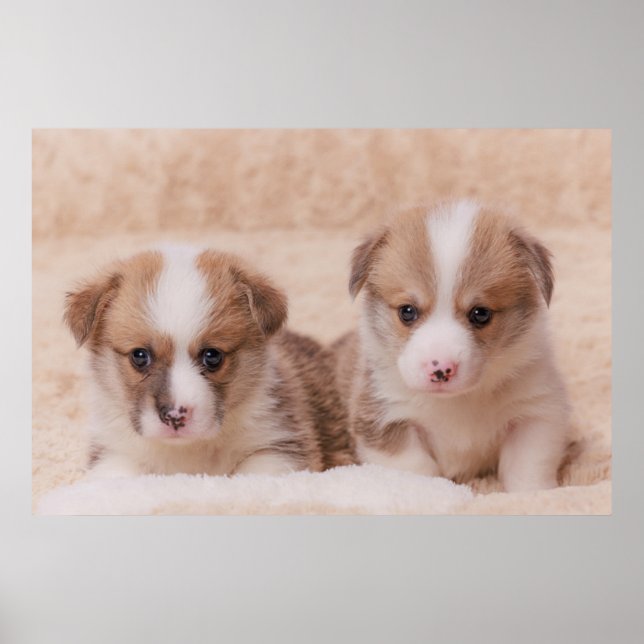 Poster Animaux de bébés cutest | Deux Marionnettes Corgi (Devant)