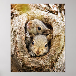 Poster Animaux de bébés cutest   Écureuils curieux