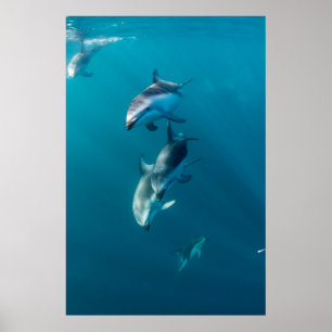 Poster Animaux de bébés cutest Famille de dauphins