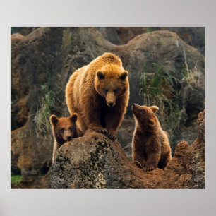 Poster Animaux de bébés cutest   Famille d'ours Brown