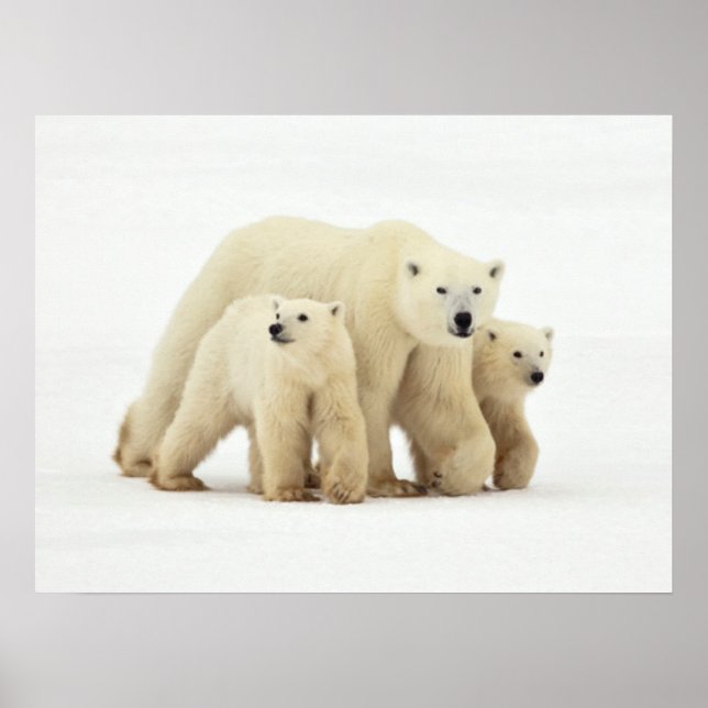 Poster Animaux de bébés cutest | Famille d'ours polaires (Devant)