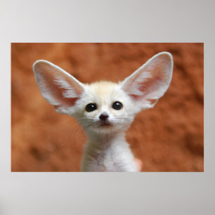 Poster Animaux de bébés cutest Fennec Fox Pup