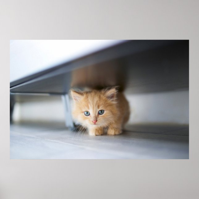 Poster Animaux de bébés cutest | Fluffy Orange Kitten (Devant)