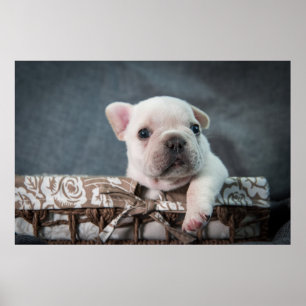 Poster Animaux de bébés cutest   French Bulldog