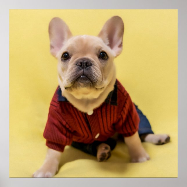 Poster Animaux de bébés cutest | French Bulldog habillé (Devant)
