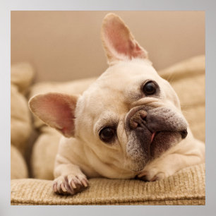Poster Animaux de bébés cutest   French Bulldog Head Tilt