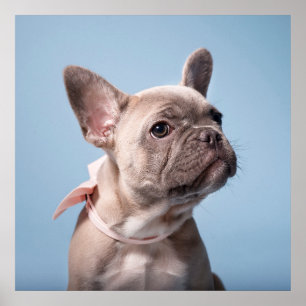 Poster Animaux de bébés cutest French Bulldog Pink Bow