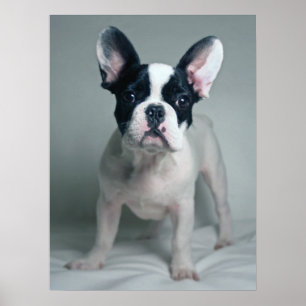 Poster Animaux de bébés cutest   French Bulldog Puppy