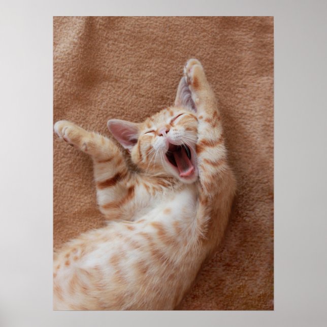 Poster Animaux de bébés cutest | Ginger Kitten Yawning (Devant)