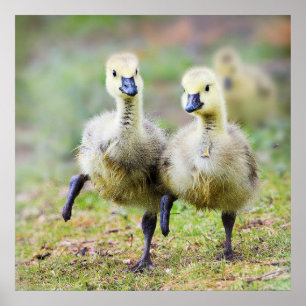 Poster Animaux de bébés cutest   Goélands d'oies canadien