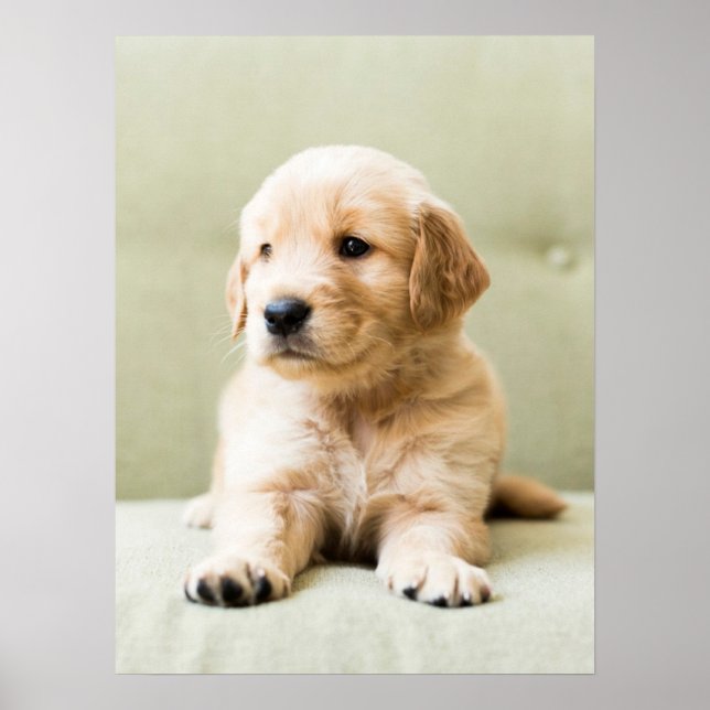 Poster Animaux de bébés cutest | Golden Retriever Puppy (Devant)