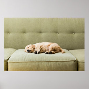 Poster Animaux de bébés cutest   Golden Retriever Puppy 2