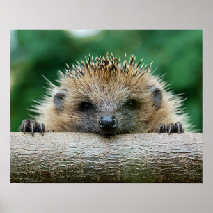 Poster Animaux de bébés cutest Hedgehog Smile