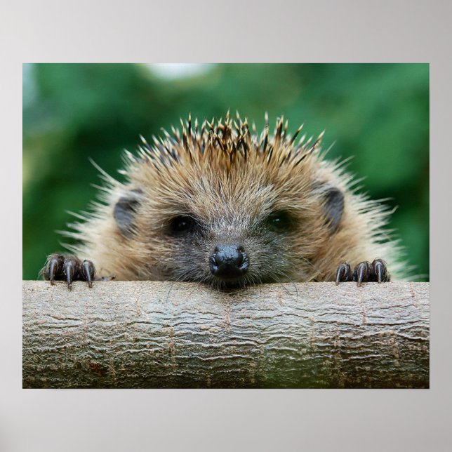 Poster Animaux de bébés cutest | Hedgehog Smile (Devant)
