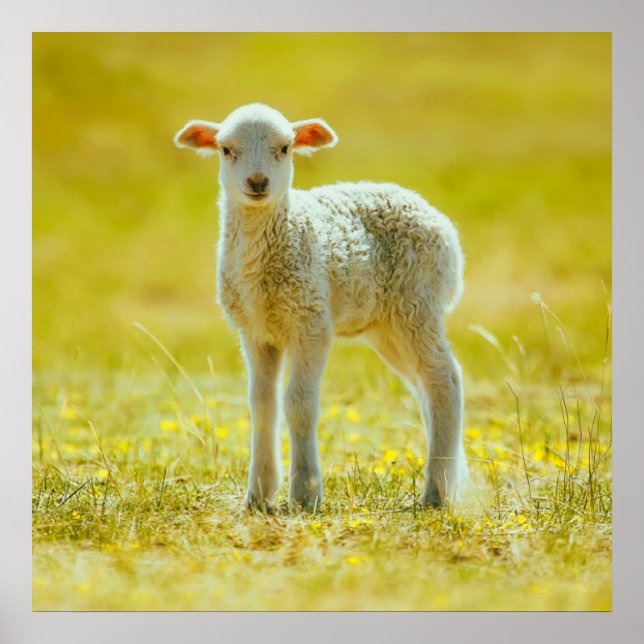 Poster Animaux de bébés cutest | Jeune mouton (Devant)