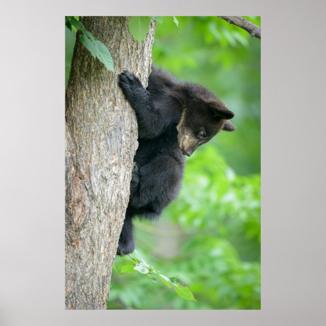 Poster Animaux de bébés cutest | Jeune ours Ours Noir (Devant)