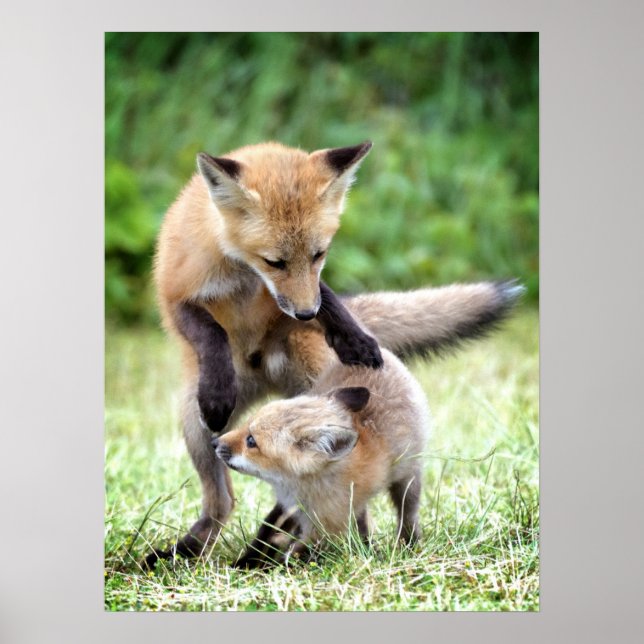 Poster Animaux de bébés cutest | Kit et maman Fox adorabl (Devant)