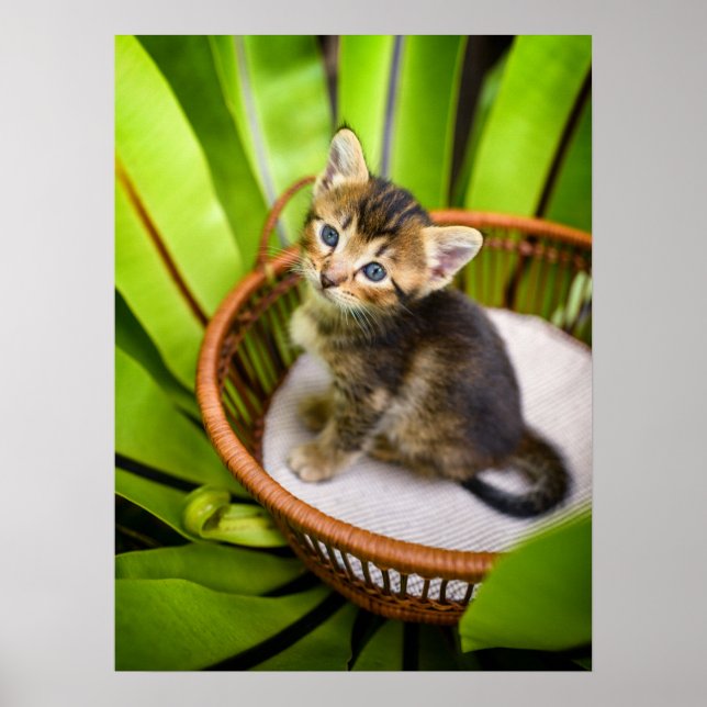 Poster Animaux de bébés cutest | Kitten dans le panier (Devant)