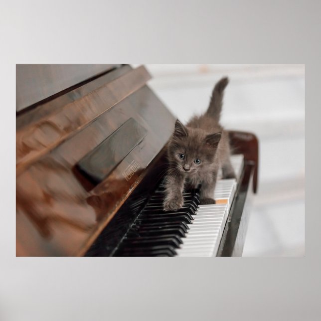Poster Animaux de bébés cutest | Kitten sur piano (Devant)