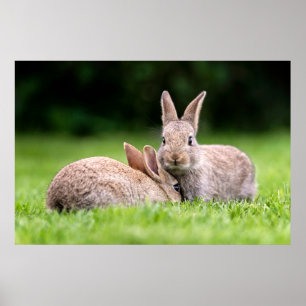 Poster Animaux de bébés cutest Lapins de lapin sauvage