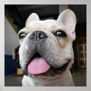 Poster Animaux de bébés cutest Le visage de Bulldog